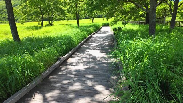 夏のタデ原湿原