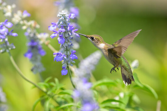 Beautiful Ruby-throated Hummingbird hovering and getting nectra from a Sage flower in summer garden
