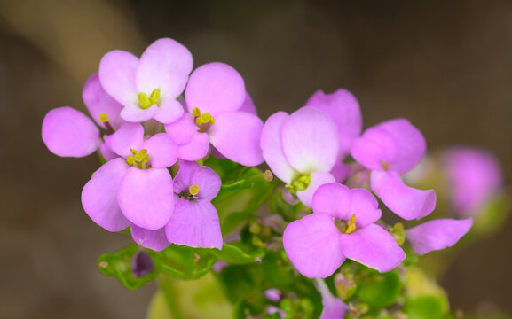 Tiny, light pink flowers of Candytuft