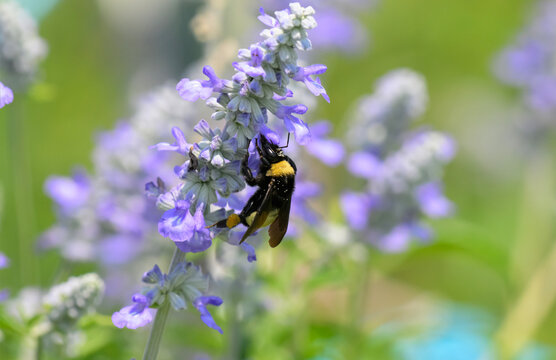 Bumble bee getting nectar from purple Salvia flowers, with pollen visible on its head and back