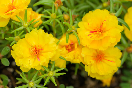 Brilliant yellow Portulaca flowers in summer garden