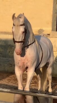 Portrait of a beautiful white stallion with traditional bridle looking at the camera.