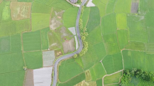 Aerial view using drone, highway and green rice fields in the village, in West Sumatra, Indonesia