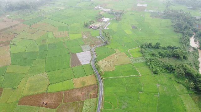 aerial view of the river, and rice field
