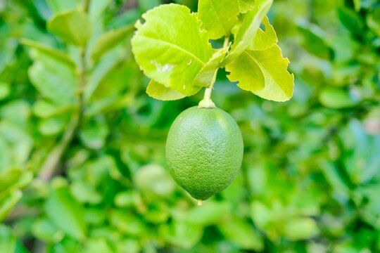 Fresh, green lemons are still on the lemon tree. They are vegetables I grow naturally.