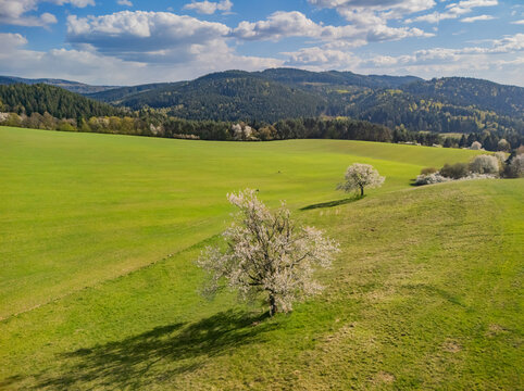 Aerial view of blooming cherry trees on a green rolling meadow with forested hills and a cloudy sky in the background Lubietova, Banska Bystrica Regio, Slovakia.