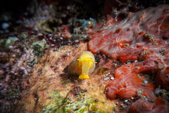 Underwater close up macro photography of nudibranch at sea floor marine life in SCUBA diving in Indonesia