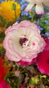 High quality vertical 4K 60P footage of white ranunculus with pink edges blooming in spring garden. Beautiful natural movement and colors.