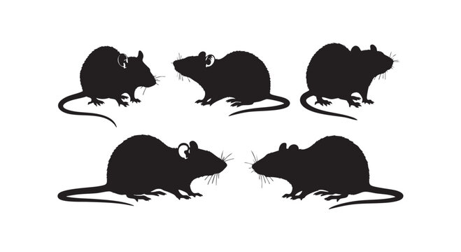 Set of rat silhouettes in different poses isolated on white background for pest control design or graphic elements.
