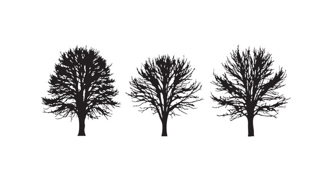 Set of three black silhouettes of deciduous trees without leaves isolated on white background for graphic design work.