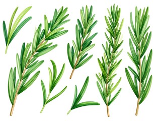 Fototapeta premium Fresh green rosemary herb leaves isolated.