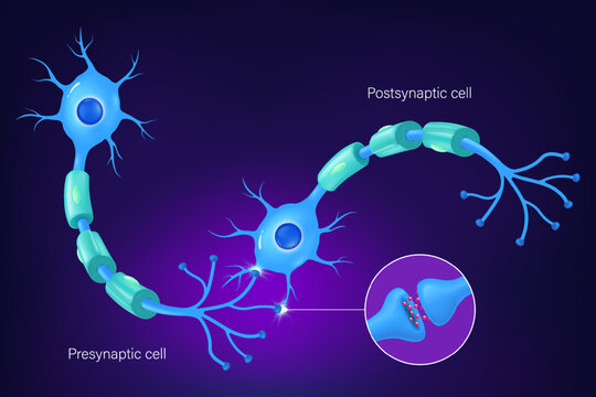 Chemical synapse vector. Neurons and closeup of synapse. Neuron anatomy. Neural communication. Presynaptic cell and Postsynaptic cell.