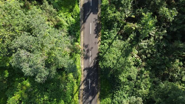 Aerial View of Crossing Road in Dense Forest with Vehicle, Travel Concept from Above