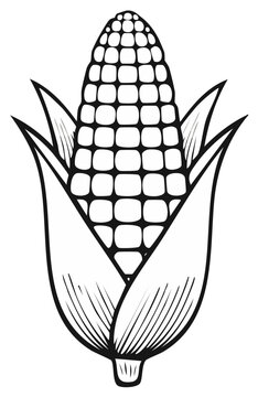 Black and white line drawing of fresh corn on the cob showing kernels and husks on vertical format