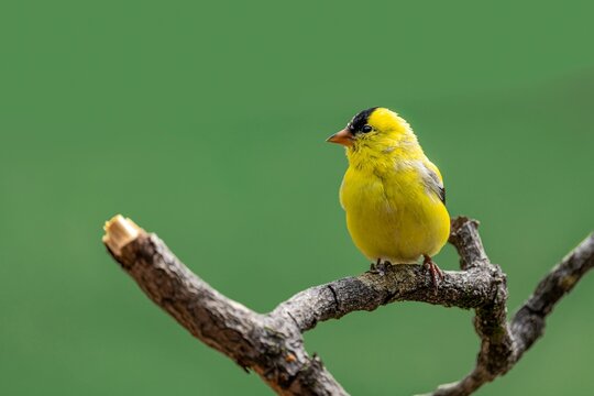 Burung kuning