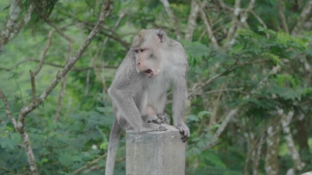 monkey