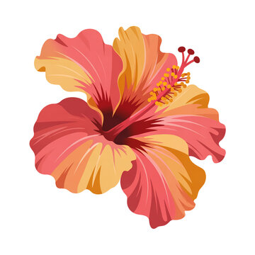 Vibrant pink and yellow hibiscus flower