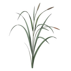 Fototapeta premium A green plant with long leaves and brown seed pods