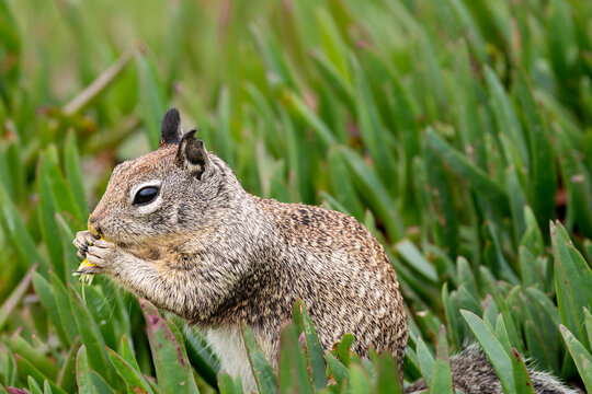 Ground Squirrel eating a yellow flower close up