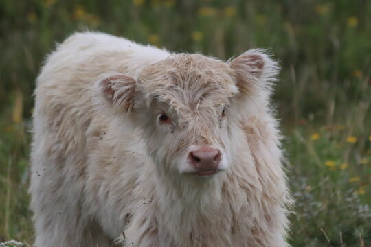 White highland cow