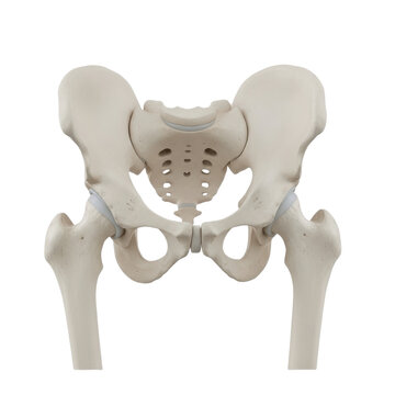 Anterior view of human pelvic skeleton with sacrum, ilium, ischium and femur heads, detailed anatomical model for medical education and osteology study


