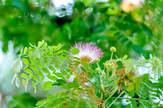 Rain tree or Samanea saman, LEGUMINOSAE MIMOSOIDEAE and flower