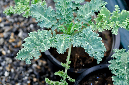 Kale , Brassicaceae or Brassica Oleracea plant or vegetable