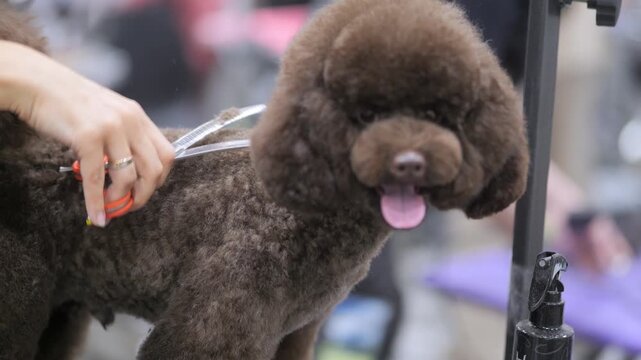 Poodle gets groomed with scissors. Brown fur shines under bright lights. Tongue sticks out as it looks around. Groomer trims carefully with precision. Background shows salon tools and equipment