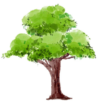 Watercolor green tree illustration. Natural hand painted botanical design.