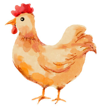 Watercolor chicken illustration. Farm animal hand painted style design.