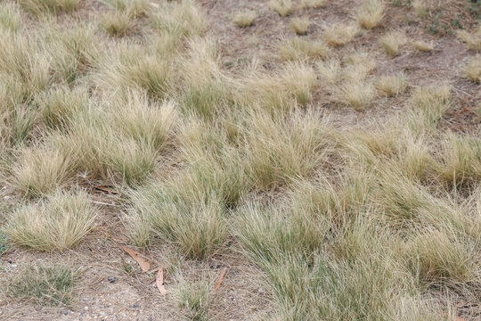 australian native grasses in field