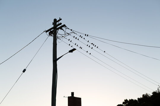 Electrical pole and street light with birds sitting on the wires viewed in silhouette against the sky, Oatlands, Tasmania