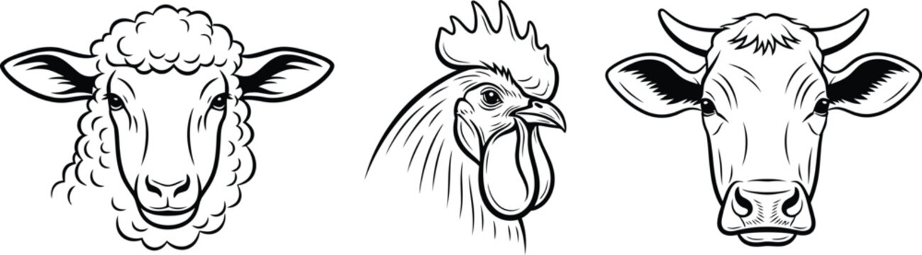 Farm animal portraits sheep rooster and cow in black and white