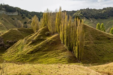 Obraz premium Rolling green hills and tall trees create a scenic landscape in New Zealand. The unique terrain and vegetation showcase the country's natural beauty.