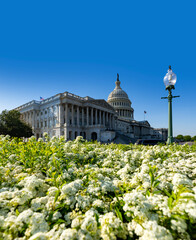 Naklejka premium Senate building on Capitol Hill. Senate chamber defines federal authority. Senate represents American government system. Senate shapes national legislation.