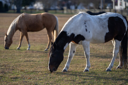 Horse grazing on pasture. Horse eating grass in field. Horse feeding in meadow. Horse grazing outdoors.