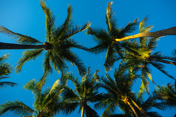 Obraz premium Palm background. Summer paradise concept. Green jungle. Tropical background. Exotic summer vibes. Palm wallpaper. Palm leaves in sunlight. Tropical design pattern. Miami summer. Tropical design.