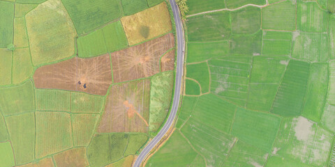 Fototapeta premium Aerial top view of winding rural road cutting through lush green rice fields and farmland patchwork in West Sumatra, Indonesia