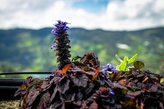 Purple flowering ornamental plant with mountain landscape background