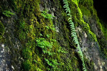 Green moss and fern growing on wet rock wall © HumbertoJose92