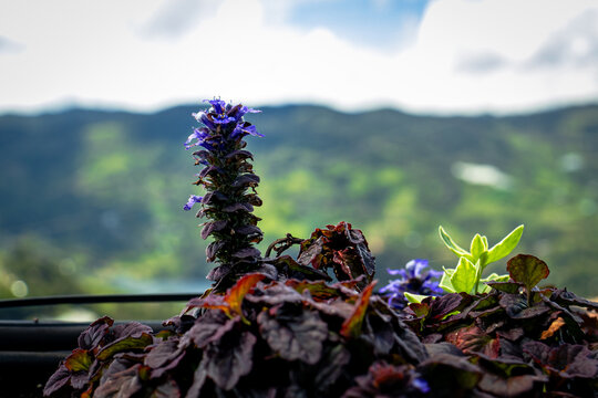 Purple Flowering Plant with Mountain View in Background