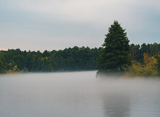 Fototapeta premium Fog settles over a calm lake in the early morning. Dense trees line the banks, with a large coniferous tree standing prominently.