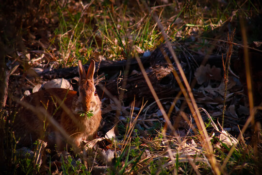 Rabbit Mid-chomp