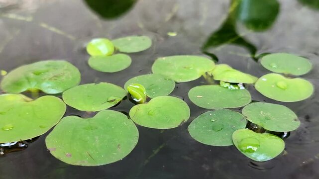 Amazon Frogbit (Limnobium laevigatum) aquatic plant in ponds is useful for purifying water, absorbing ammonia, and providing a natural and ecological refuge for fish