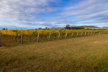 Obraz premium Autumn vineyard in New Zealand. Rows of grape vines display vibrant yellow leaves before harvest. The vineyard prepares for the winter season.