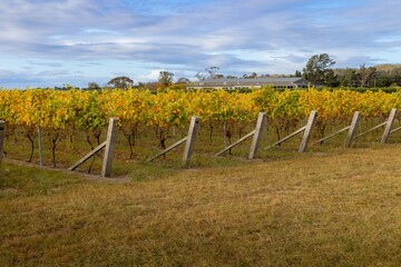 Obraz premium Vineyard in autumn, with yellow leaves on the vines, in Hawke's Bay, New Zealand. The winery building is in the background. The vineyard is ready for harvest.