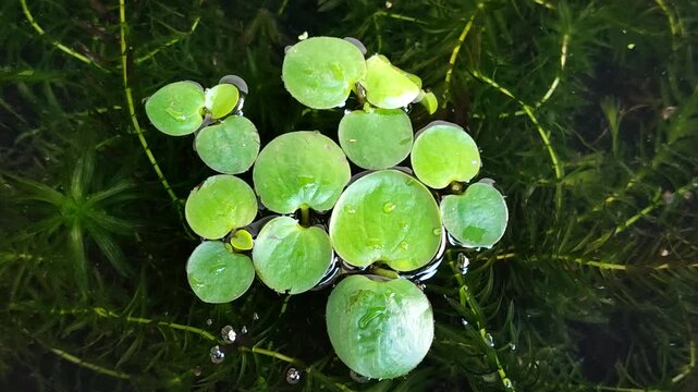 Amazon Frogbit (Limnobium laevigatum) aquatic plant in ponds is useful for purifying water, absorbing ammonia, and providing a natural and ecological refuge for fish