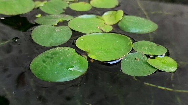 Amazon Frogbit (Limnobium laevigatum) aquatic plant in ponds is useful for purifying water, absorbing ammonia, and providing a natural and ecological refuge for fish