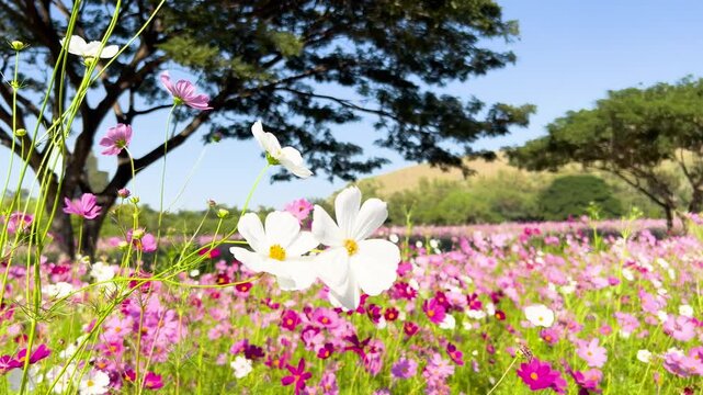 Gentle breeze sways colorful cosmos flowers in sunlit meadow with trees on hill background.