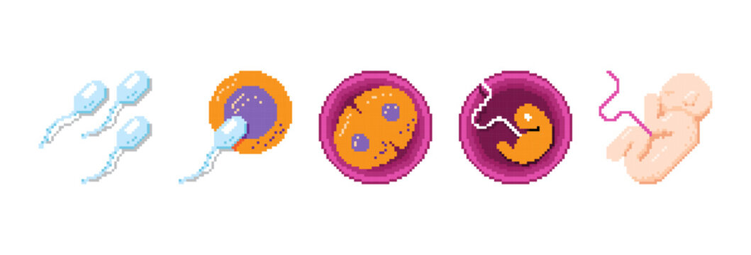 Pixel art stages of human fertilization from sperm and egg cell to embryo and fetus development. Scientific biology process in 8-bit retro gaming style. Vector illustration